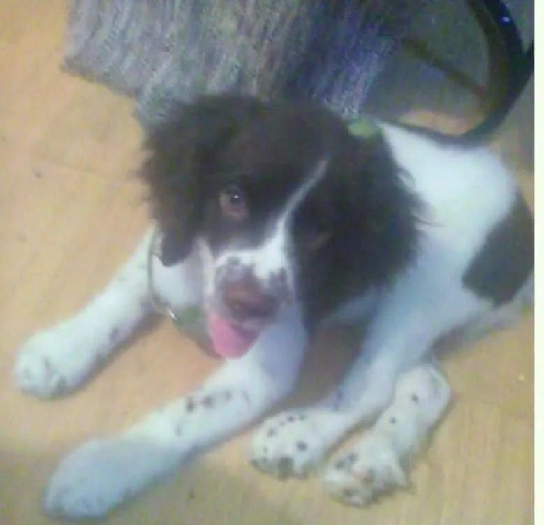 A baby medium-sized male Brown / Chocolate Spaniel dog named Honzo for adoption in Falls Church, VA