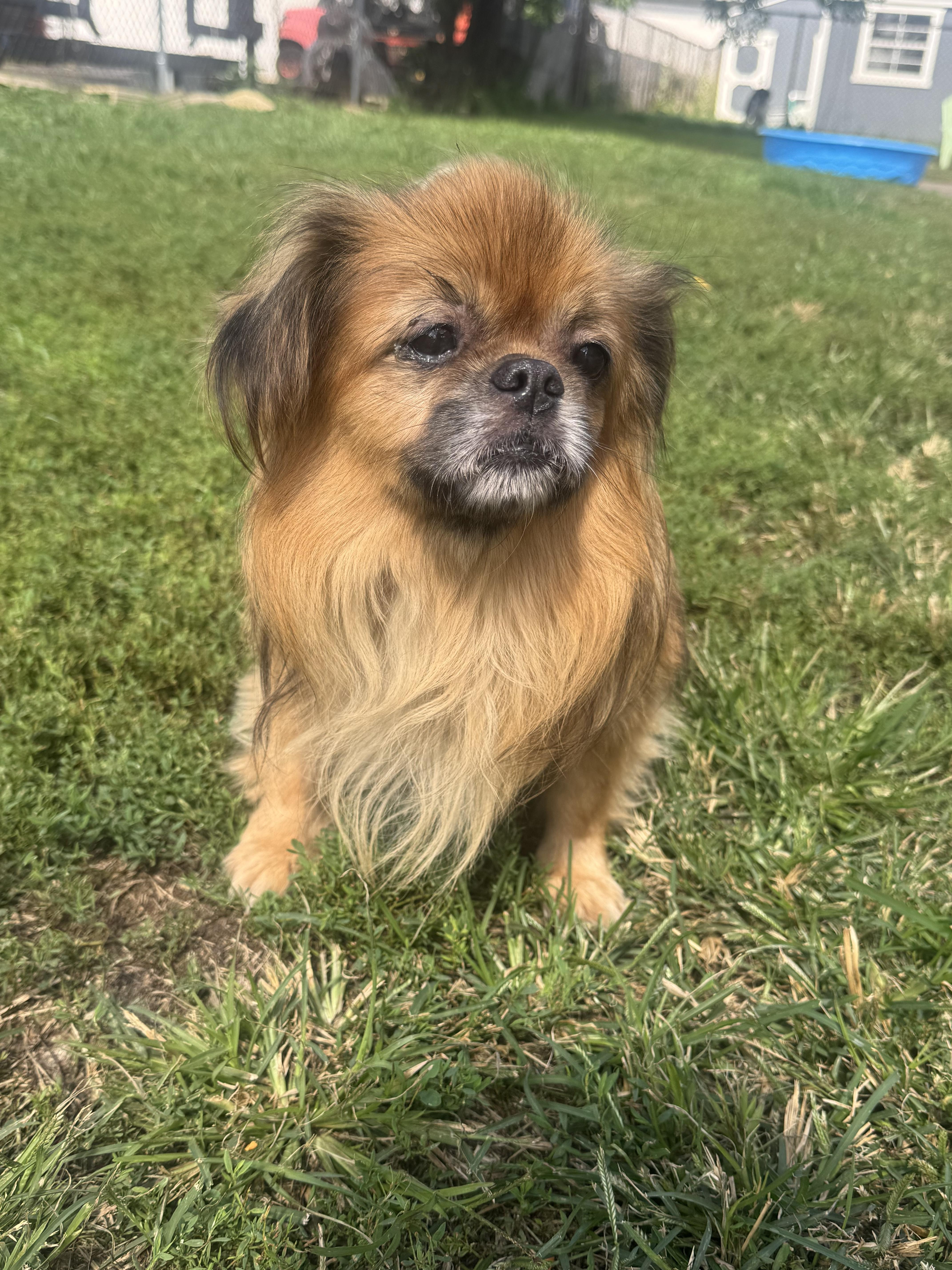 A senior small-sized male Tibetan Spaniel dog named Momo for adoption in North Canton, OH