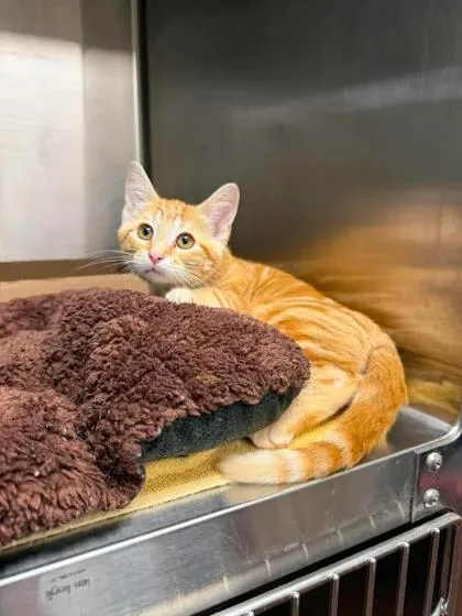 A baby small-sized male Domestic Short Hair cat named Pebbles for adoption in Aberdeen, SD