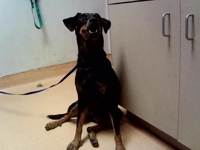 A young medium-sized female Manchester Terrier dog named Laney Penn for adoption in Martinez, CA