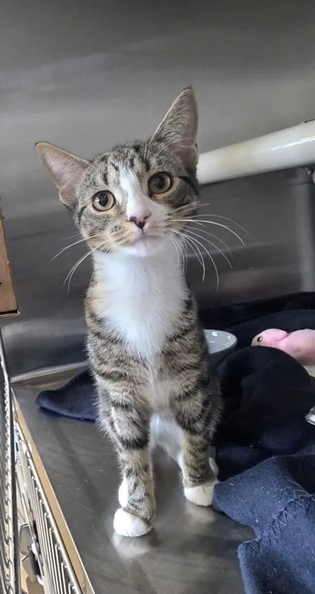 A baby medium-sized female Domestic Short Hair cat named Mary for adoption in Derwood, MD