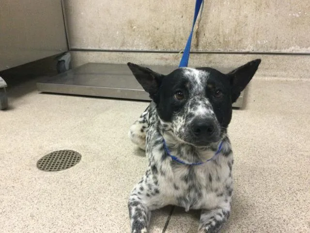 An adult medium-sized male Australian Shepherd dog named Pepper for adoption in Riverside, CA