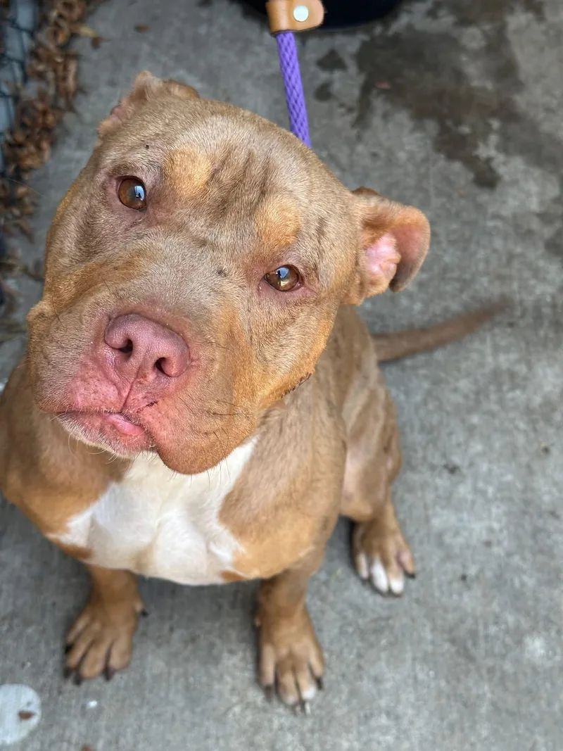 An adult medium-sized female Brown / Chocolate Pit Bull Terrier dog named Saltine for adoption in Chicago, IL