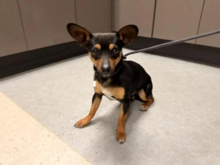 A young medium-sized male Miniature Pinscher dog named Rocket for adoption in Van Nuys, CA
