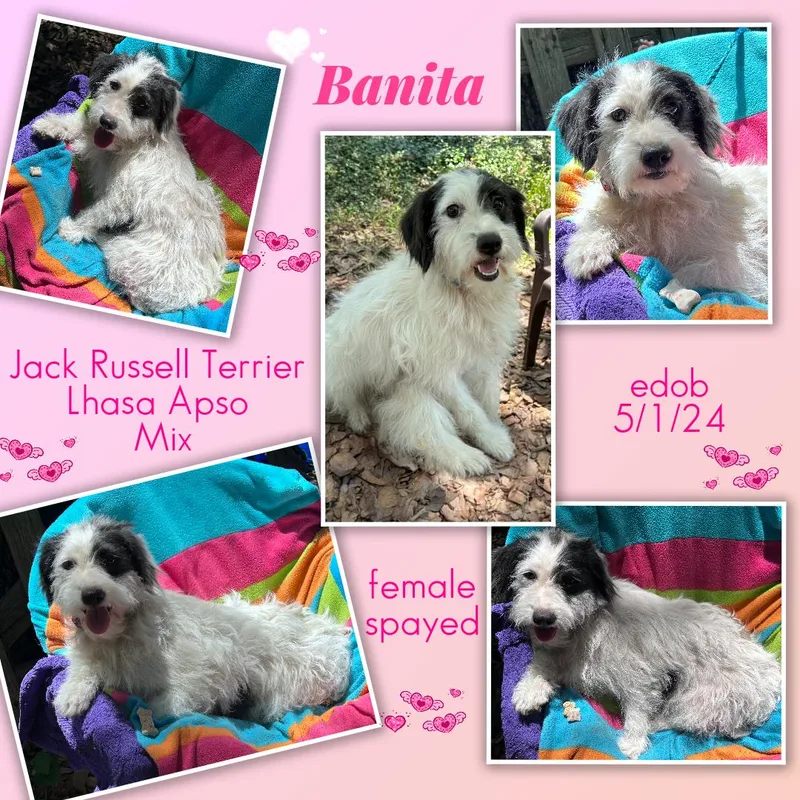 Banita MVT thumbnail 6