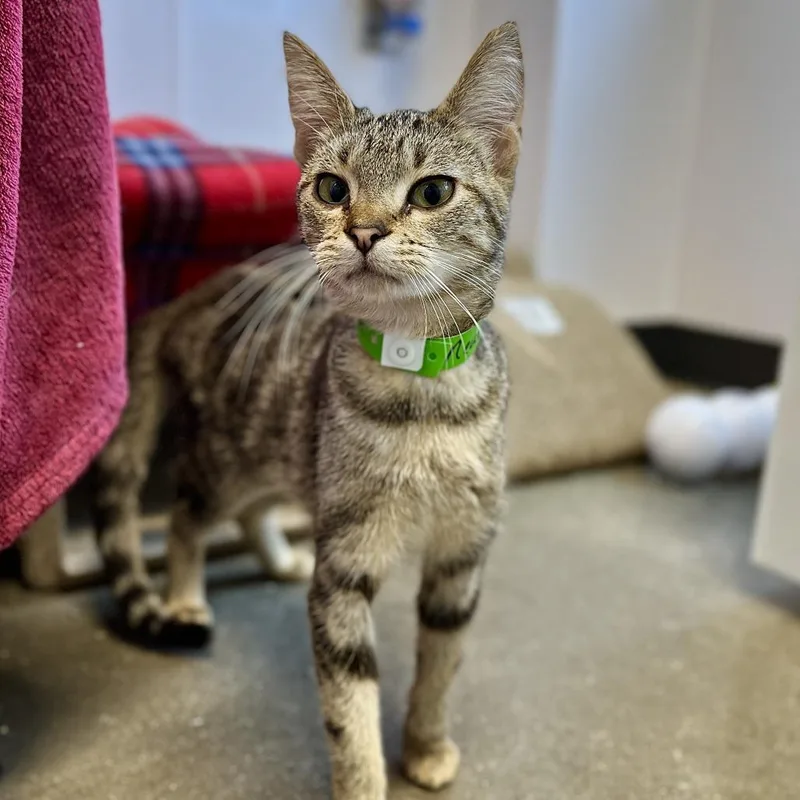 A young small-sized female Brown / Chocolate Domestic Short Hair cat named Neutron for adoption in Fort Wayne, IN