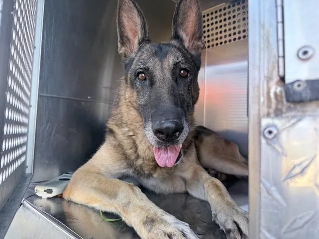An adult large-sized male German Shepherd Dog dog named Theodore for adoption in Phoenix, AZ