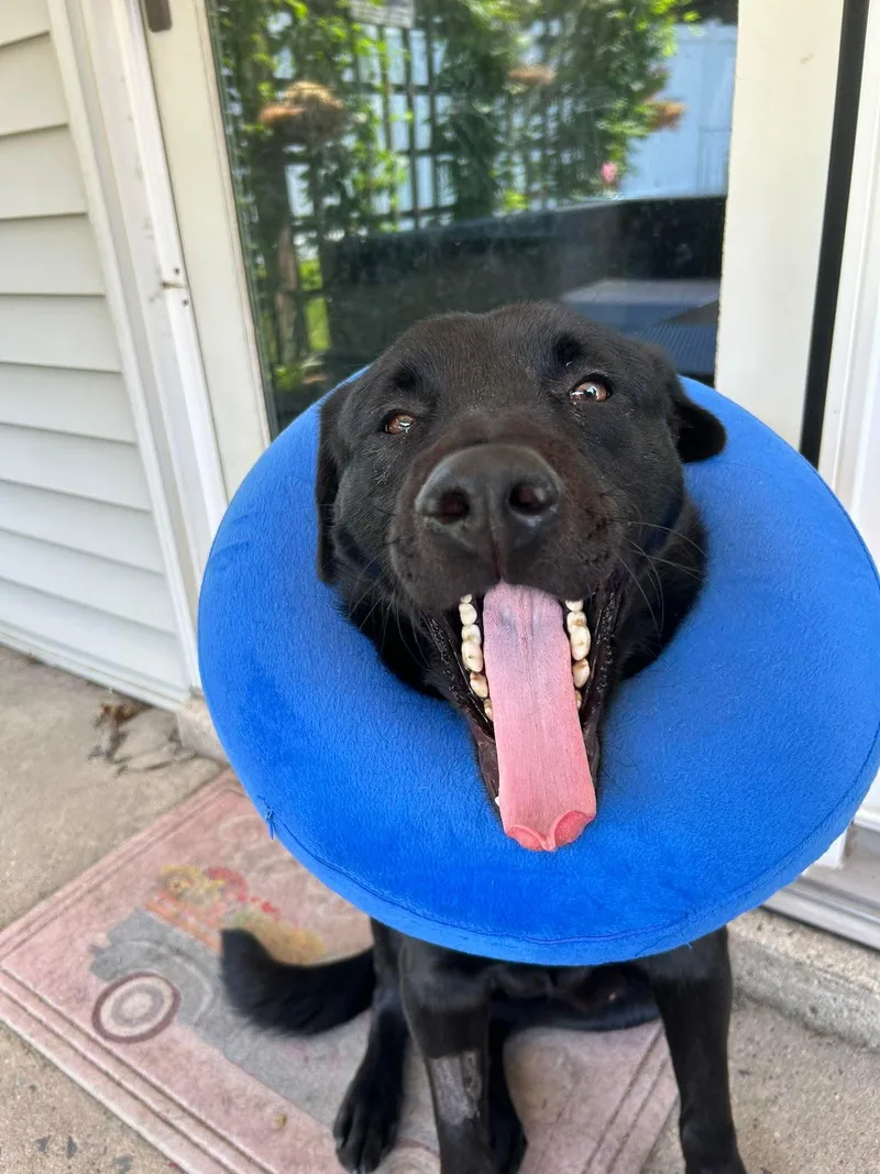 An adult large-sized male Black Labrador Retriever dog named Karl for adoption in Bethlehem, PA