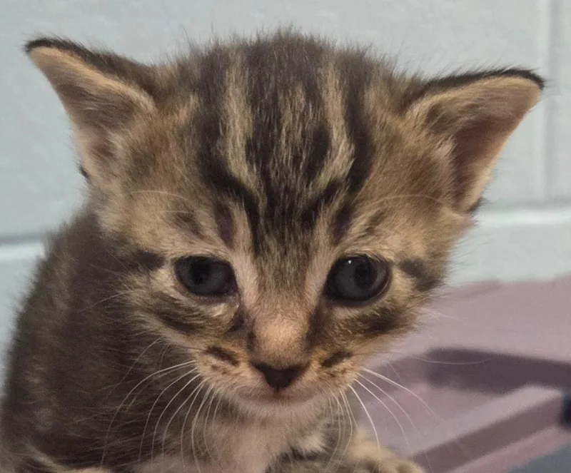 A baby small-sized male Domestic Short Hair cat named Meatlug for adoption in Olean, NY