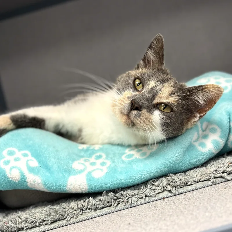 An adult medium-sized female Dilute Calico Domestic Short Hair cat named Minnow for adoption in Bardstown, KY