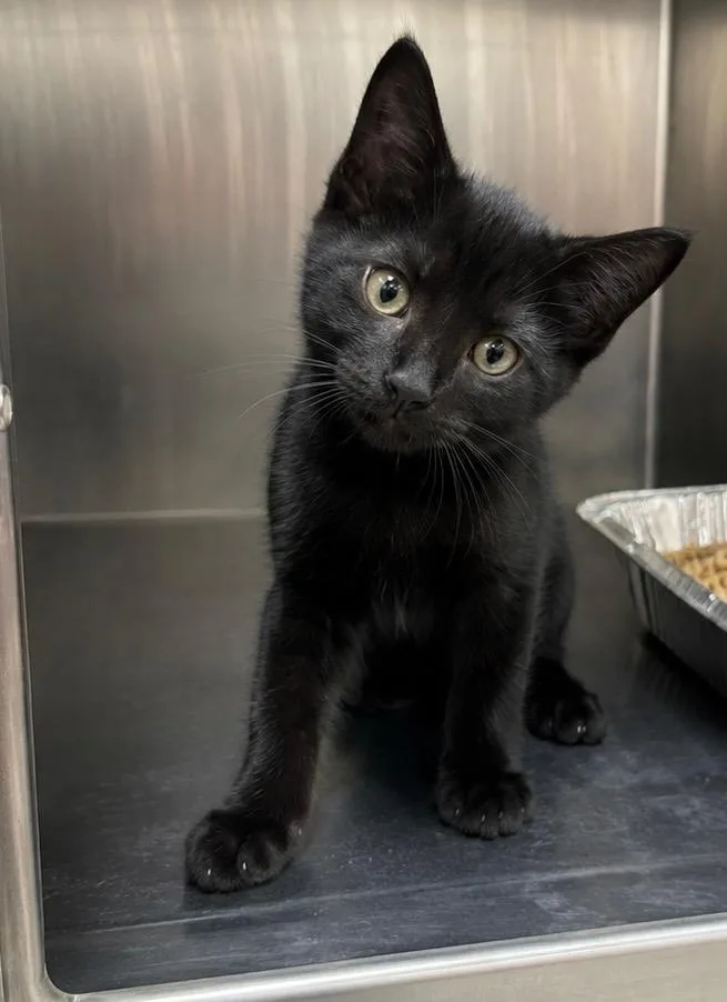A baby medium-sized male Domestic Short Hair cat named Theth for adoption in Fort Lupton, CO