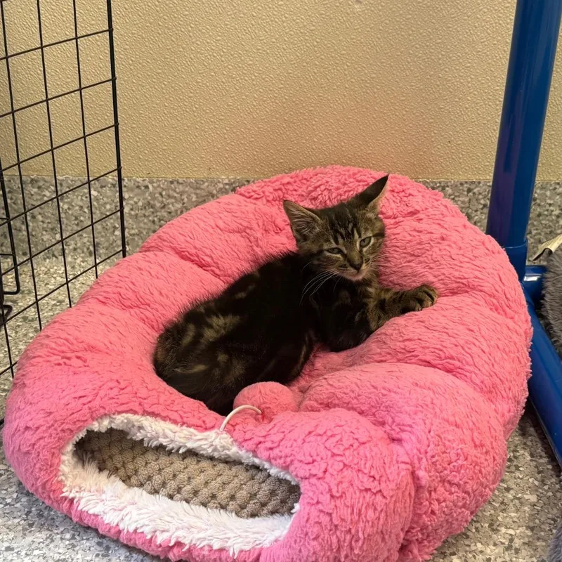 A baby small-sized female Brown / Chocolate Domestic Long Hair cat named Halifax for adoption in Enfield, NH