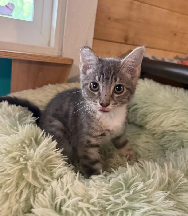 A young small-sized female Tabby (Gray / Blue / Silver) Tabby cat named Charlotte for adoption in Temecula, CA