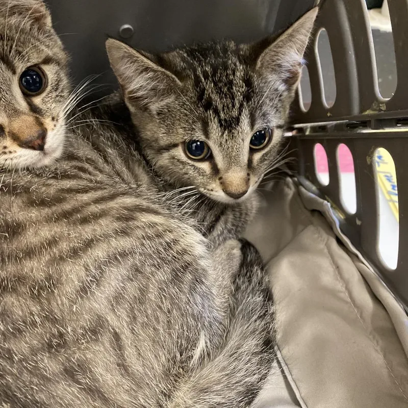 A baby small-sized male Torbie Domestic Short Hair cat named Foxglove for adoption in Memphis, TN