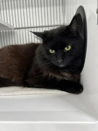 An adult medium-sized male Domestic Long Hair cat named Mooch for adoption in Elmira, NY