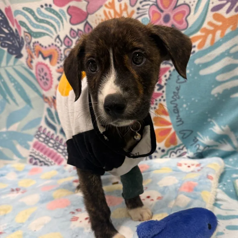 A baby small-sized male Brindle Mixed Breed dog named Boogie Board Brad for adoption in Austin, TX