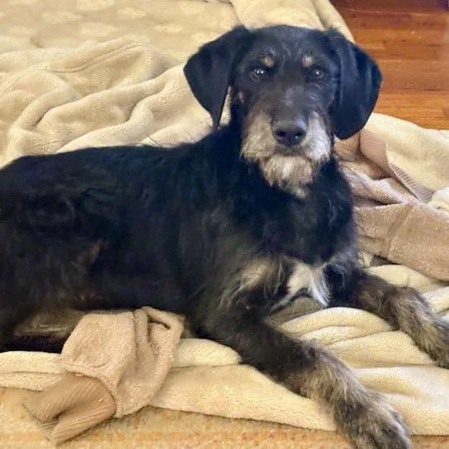 A young small-sized male Black Labradoodle dog named Niko for adoption in Leesburg, AL