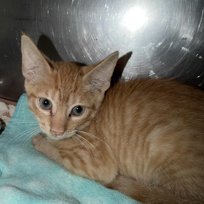 A baby small-sized male Domestic Short Hair cat named Apricot for adoption in Austin, TX
