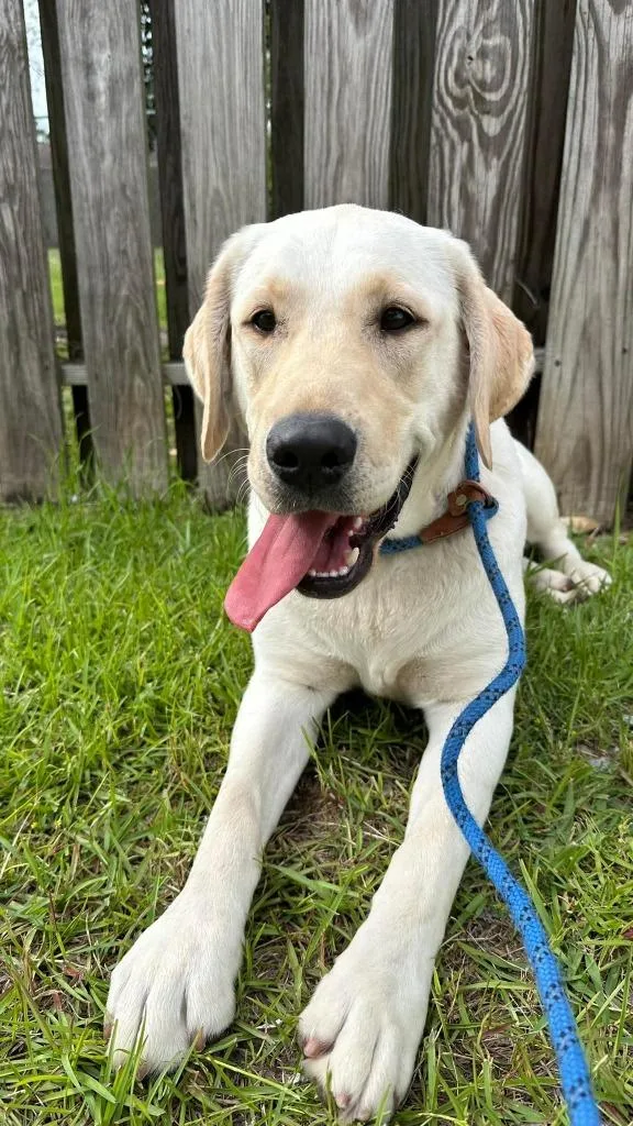 A young medium-sized female Labrador Retriever dog named Chloe for adoption in New Bern, NC