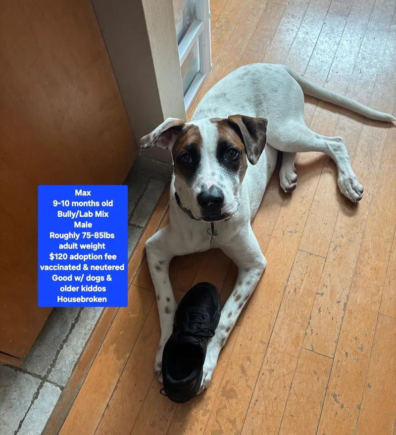 A young large-sized male American Bully dog named Max aka "Archie" for adoption in Oviedo, FL