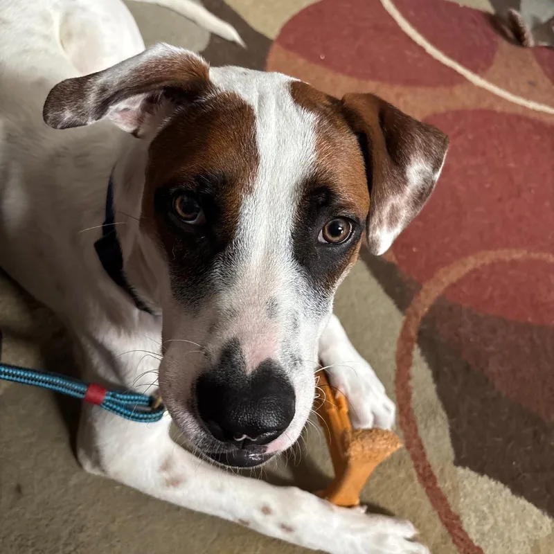 Max aka "Archie" thumbnail 2
