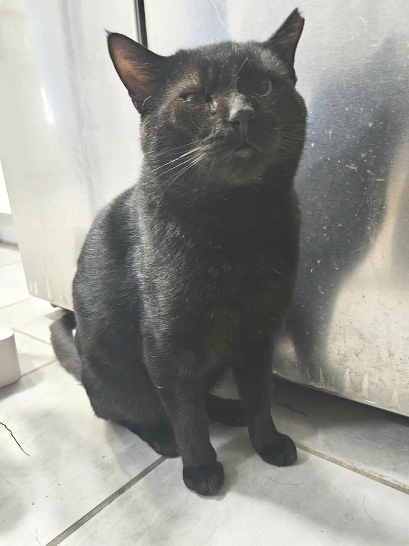 Grant Ruby thumbnail 4