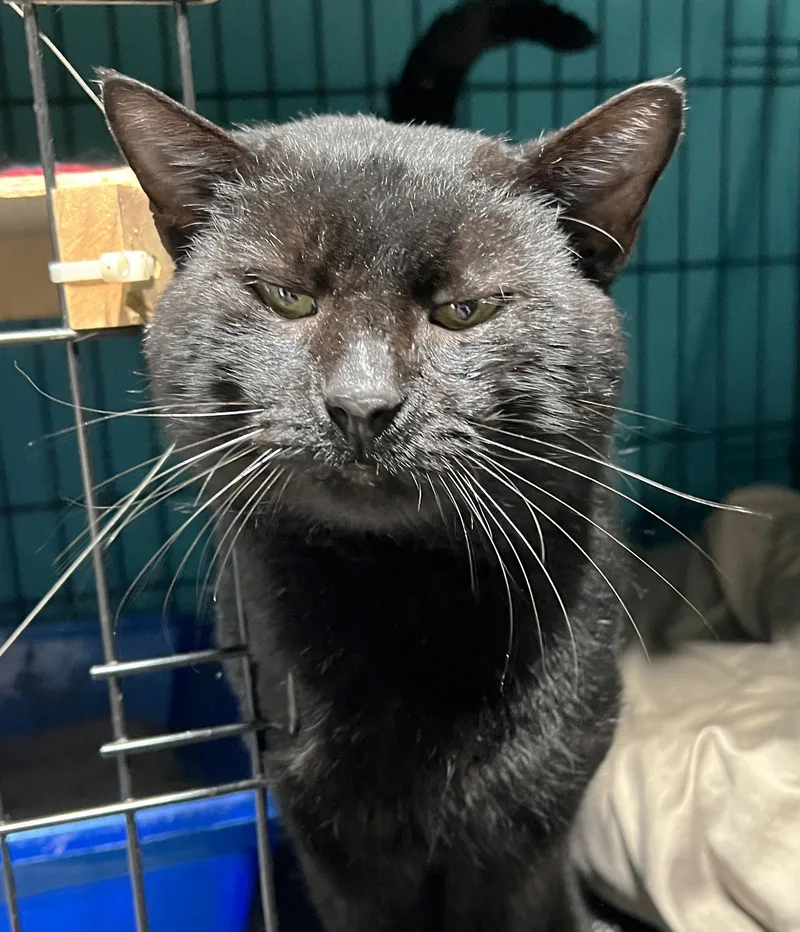 Grant Ruby thumbnail 6