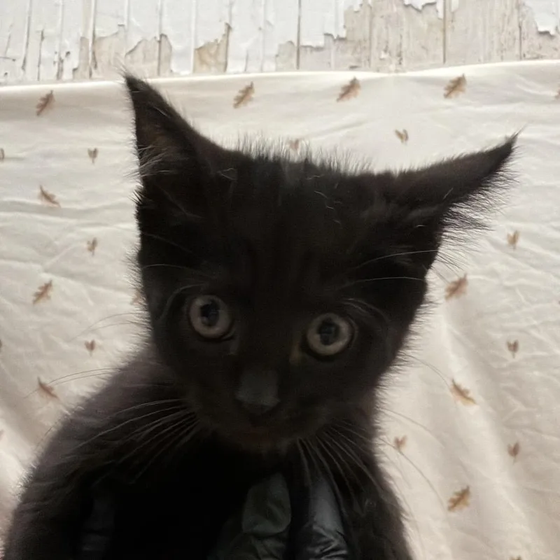 A baby small-sized male Black American Shorthair cat named Potion for adoption in Newberg, OR