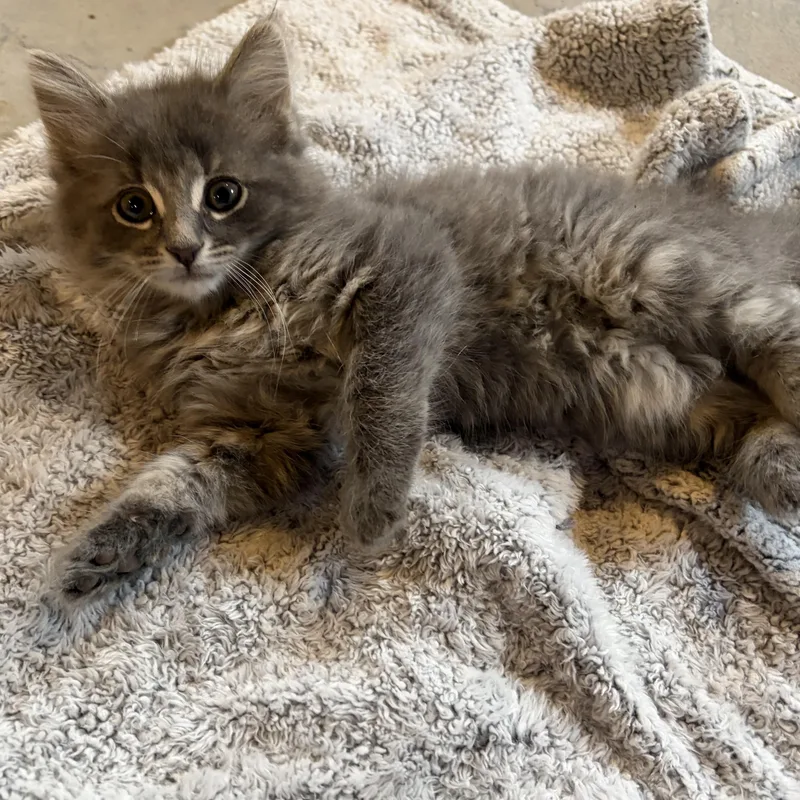 A baby medium-sized female Gray & White Domestic Long Hair cat named Nora for adoption in brant, MI