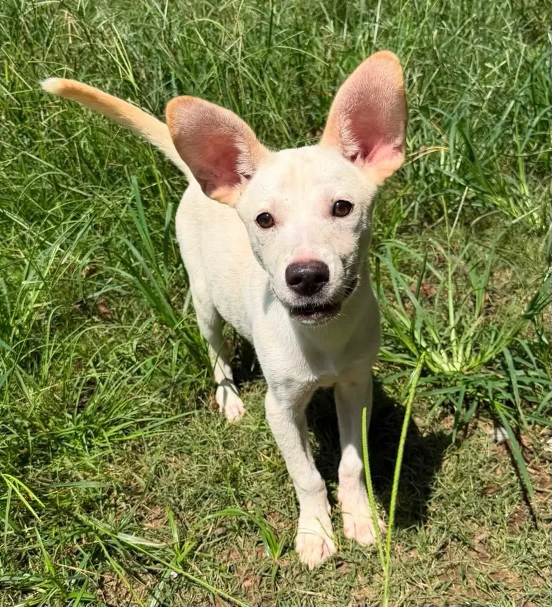 Nash