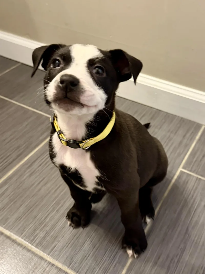 A baby medium-sized male Black American Bulldog dog named Dibble for adoption in Brentwood, TN