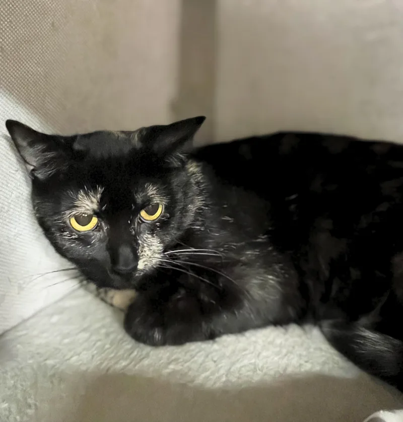 An adult medium-sized female Tortoiseshell Domestic Short Hair cat named Apricot for adoption in Seville, OH