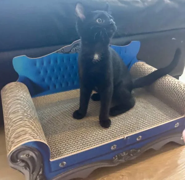 A baby small-sized female Domestic Short Hair cat named Affogatto for adoption in Bonsall, CA