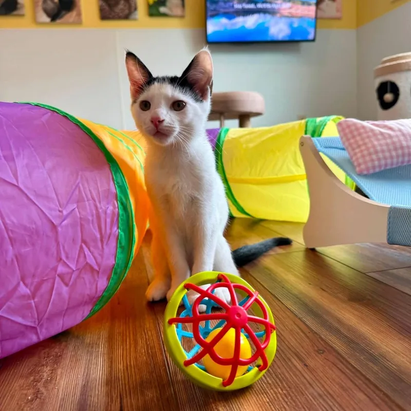 A baby medium-sized female White Domestic Short Hair cat named Otter for adoption in Blanch, NC