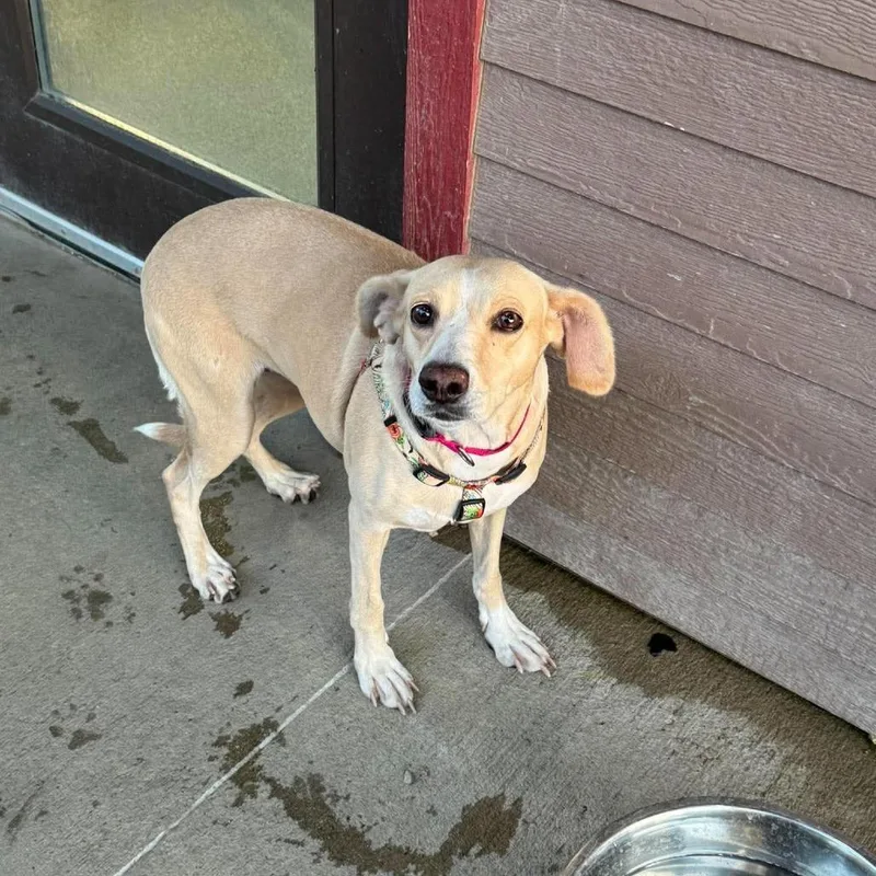 An adult medium-sized female Yellow Labrador Retriever dog named Sunshine for adoption in Monticello, IA