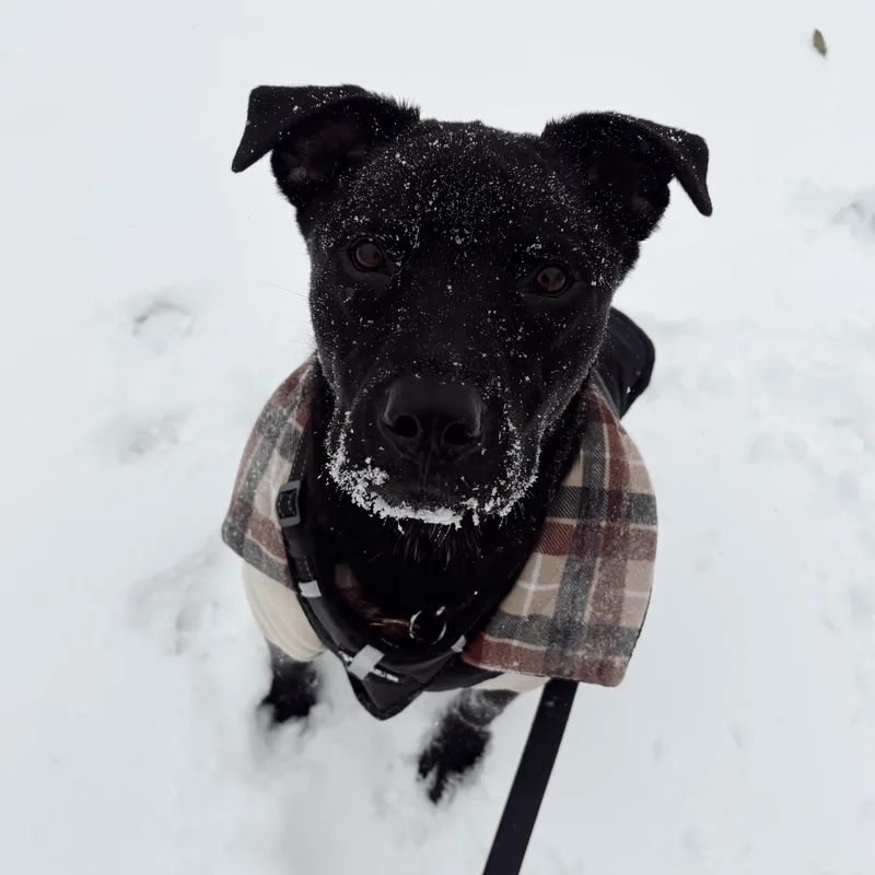 Carne Asada thumbnail 6