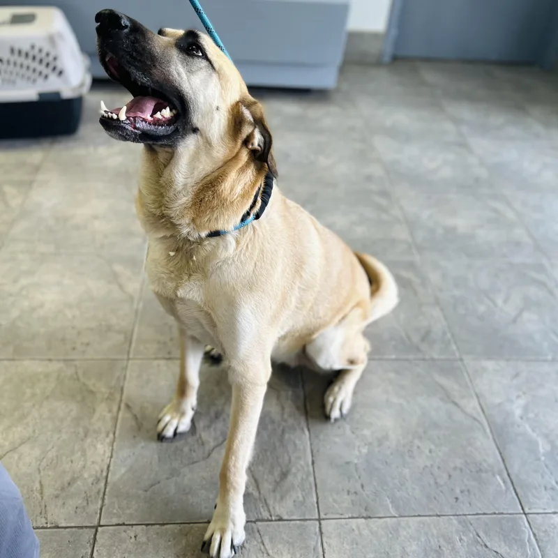 Sergeant Jagger Aka "jagger" thumbnail 2