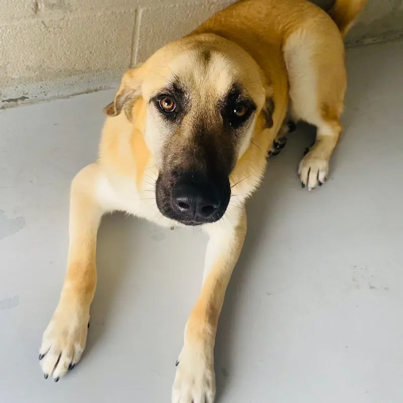 Sergeant Jagger Aka "jagger" thumbnail 3