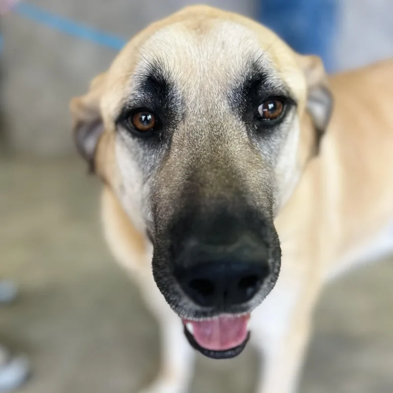 Sergeant Jagger Aka "jagger" thumbnail 4