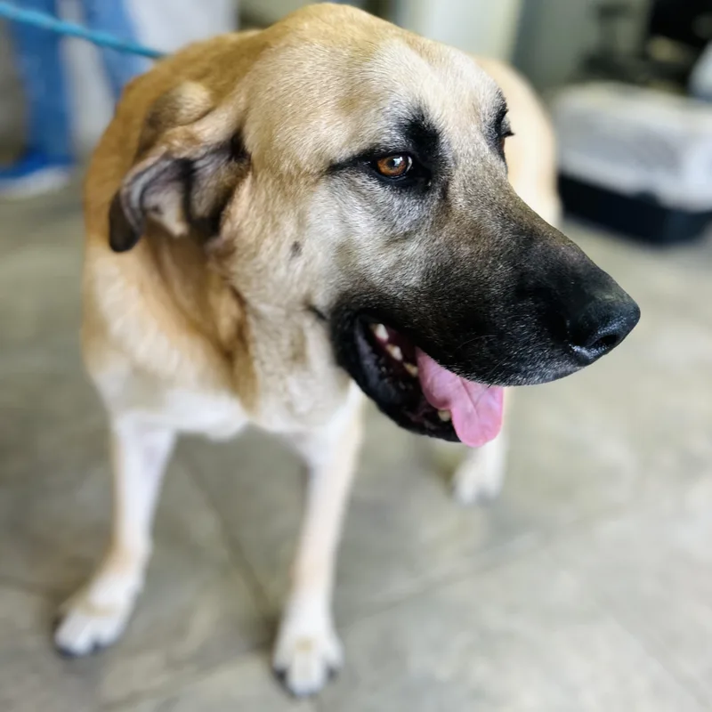 Sergeant Jagger Aka "jagger" thumbnail 5