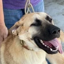 Sergeant Jagger Aka "jagger" thumbnail 6