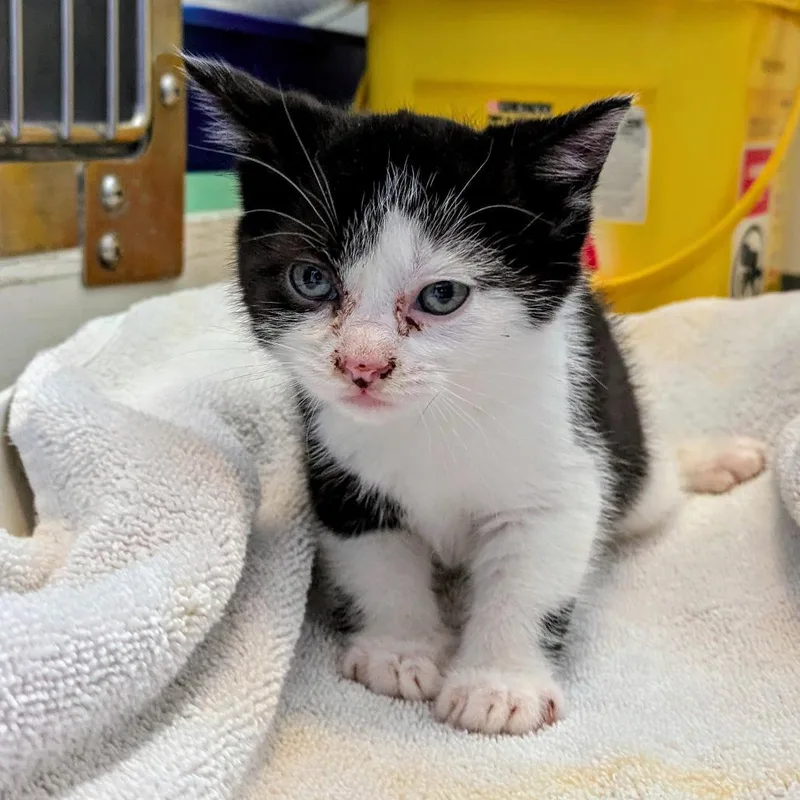 A baby small-sized female Black Domestic Short Hair cat named Sassafras for adoption in Portland, OR