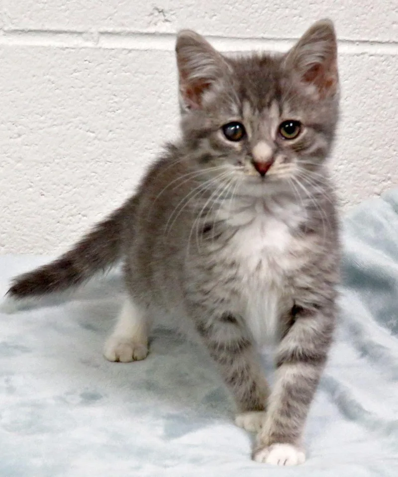 A baby medium-sized male Tabby (Buff / Tan / Fawn) Domestic Short Hair cat named Tyler for adoption in Lexington, VA