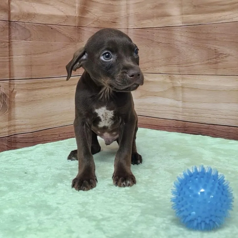 A baby medium-sized male Brown / Chocolate Labrador Retriever dog named Enzo for adoption in Griswold, CT