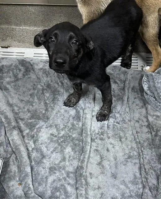 A baby small-sized female Mixed Breed dog named Poppy for adoption in Rome, GA