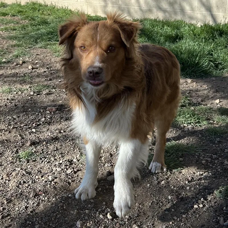 An adult medium-sized male Apricot / Beige Australian Shepherd dog named Thallium for adoption in Flagstaff, AZ