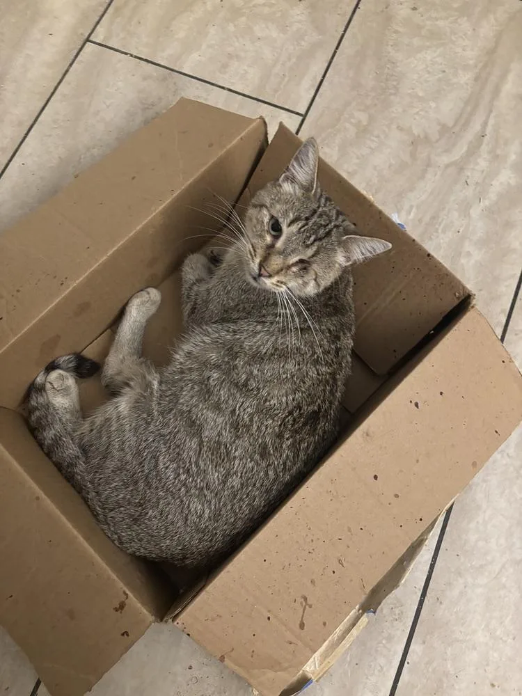 An adult medium-sized female Domestic Short Hair cat named Duncan for adoption in Salisbury, NC
