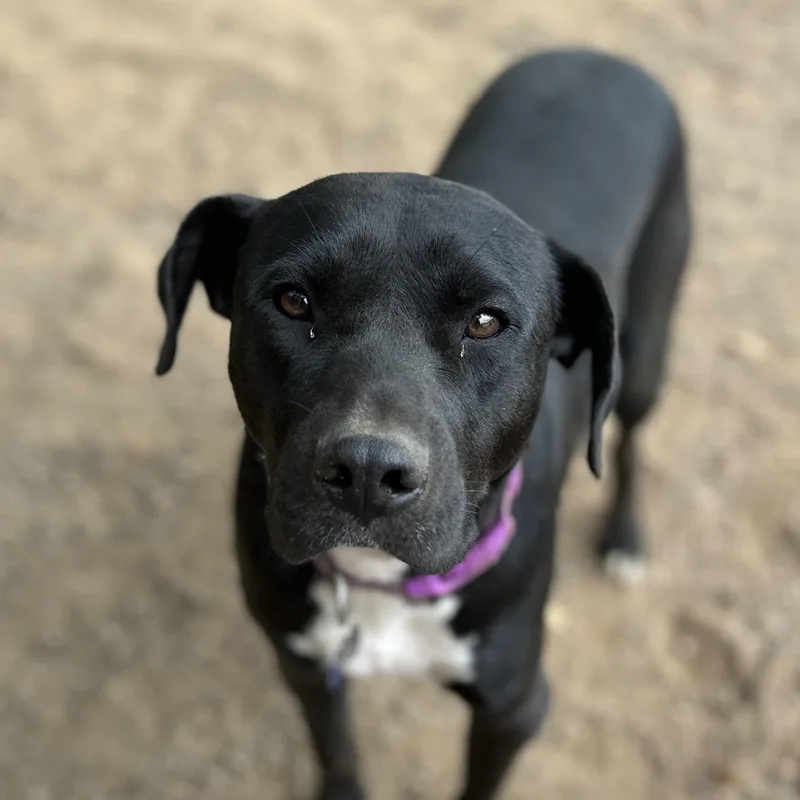A young medium-sized male Black Pit Bull Terrier dog named Scooper for adoption in Columbia, SC
