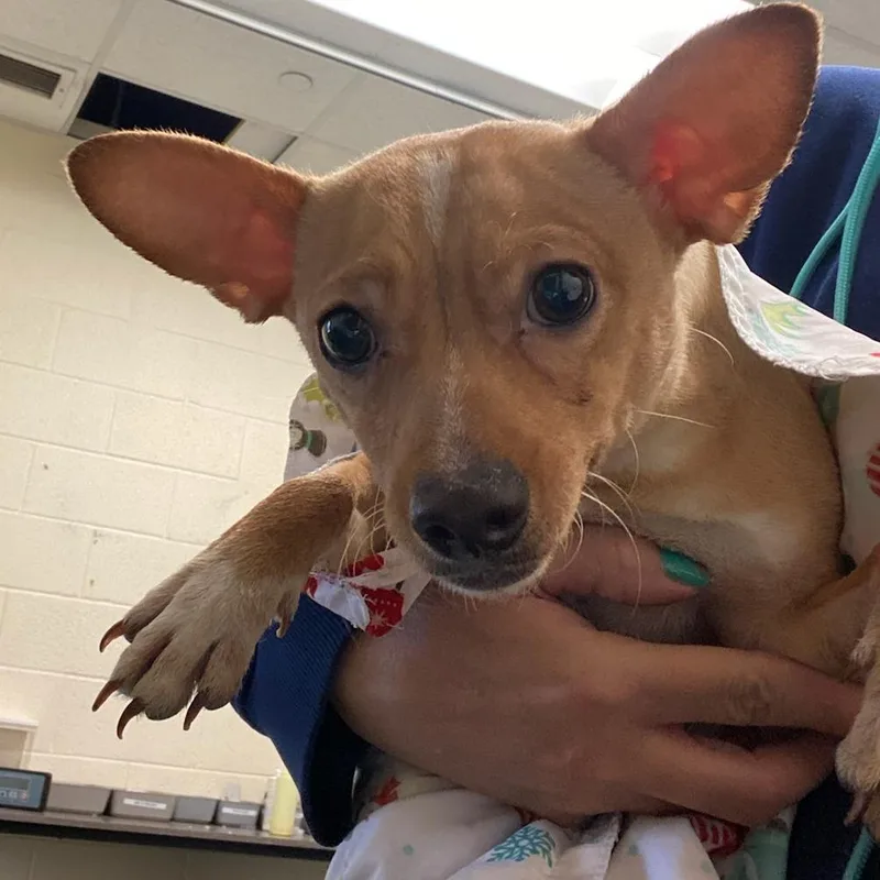A young small-sized male Yellow / Tan / Blond / Fawn Mixed Breed dog named Ferguson for adoption in Memphis, TN