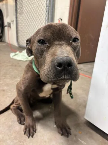 An adult medium-sized male Terrier dog named Bando for adoption in Olivette, MO